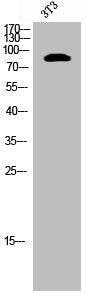 Western Blot analysis of 3T3 cells using Phospho-MSK1 (S212) Polyclonal Antibody