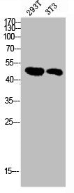 Western blot analysis of 293T 3T3 lysis using MAPKAPK-2 antibody.