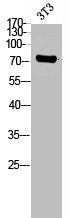 Western Blot analysis of NIH-3T3 cells using GPR56 Polyclonal Antibody