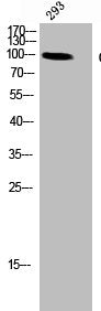 Western Blot analysis of 293 cells using CD22 Polyclonal Antibody