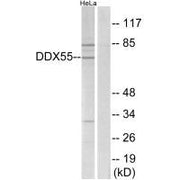 Western blot analysis of extracts from HeLa cells, using DDX55 antibody.