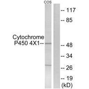 Western blot analysis of extracts from COS7 cells, using Cytochrome P450 4X1 antibody.