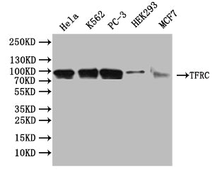Western Blot Positive WB detected in: Hela whole cell lysate, K562 whole cell lysate, PC-3 whole cell lysate, HEK293 whole cell lysate, MCF7 whole cell lysate All lanes: TFRC antibody at 1:5000 Secondary Goat polyclonal to rabbit IgG at 1/50000 di...