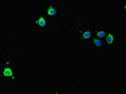 Immunofluorescent analysis of Hela cells using CSB-PA07249A0Rb at dilution of 1:100 and Alexa Fluor 488-congugated AffiniPure Goat Anti-Rabbit IgG(H+L)