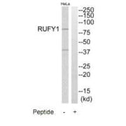 Western blot analysis of extracts from HeLa cells, using RUFY1 antibody.