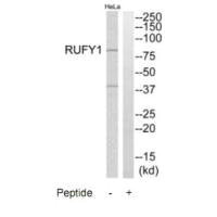 Western blot analysis of extracts from HeLa cells, using RUFY1 antibody.