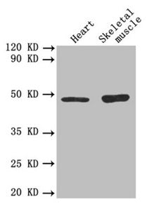 Western blot All lanes: TGFB2 antibody at 3µg/ml Lane 1: Mouse heart tissue Lane 2: Mouse skeletal muscle tissue Secondary Goat polyclonal to rabbit IgG at 1/10000 dilution Predicted band size: 48, 51 kDa Observed band size: 48 kDa