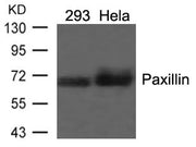 Western blot analysis of extracts from 293 and Hela cells using Paxillin(Ab-118) Antibody.