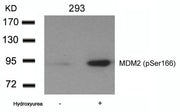 Western blot analysis of extracts from 293 cells untreated or treated with Hydroxyurea using MDM2(phospho-Ser166) Antibody.
