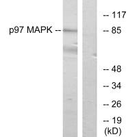 Western blot analysis of extracts from K562 cells, using p97 MAPK antibody.