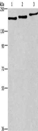 Gel: 6%SDS-PAGE, Lysate: 40 ug, Lane 1-3: A375 cells, 293T cells, hepG2 cells, Primary antibody: CSB-PA074456(BAG6 Antibody) at dilution 1/300, Secondary antibody: Goat anti rabbit IgG at 1/8000 dilution, Exposure time: 5 minutes