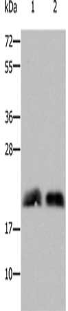 Gel: 10%SDS-PAGE, Lysate: 40 ug, Lane 1-2: Mouse brain tissue, Mouse fetal brain tissue, Primary antibody: CSB-PA074717(RHOB Antibody) at dilution 1/800, Secondary antibody: Goat anti rabbit IgG at 1/8000 dilution, Exposure time: 15 seconds