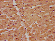 IHC image of CSB-PA07554A0Rb diluted at 1:225 and staining in paraffin-embedded human heart tissue performed on a Leica BondTM system. After dewaxing and hydration, antigen retrieval was mediated by high pressure in a citrate buffer (pH 6.0). Sect...