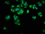Immunofluorescence staining of HepG2 cells with CSB-PA07599A0Rb at 1:333, counter-stained with DAPI. The cells were fixed in 4% formaldehyde, permeabilized using 0.2% Triton X-100 and blocked in 10% normal Goat Serum. The cells were then incubated...