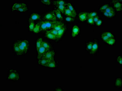 Immunofluorescence staining of HepG2 cells with CSB-PA07599A0Rb at 1:333, counter-stained with DAPI. The cells were fixed in 4% formaldehyde, permeabilized using 0.2% Triton X-100 and blocked in 10% normal Goat Serum. The cells were then incubated...