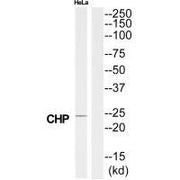 Western blot analysis of extracts from HeLa cells, using CHP antibody.