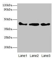 Western blot All lanes: Actb antibody at 2µg/ml Lane 1: Mouse spleen tissue Lane 2: 293T whole cell lysate Lane 3: Hela whole cell lysate Secondary Goat polyclonal to rabbit IgG at 1/10000 dilution Predicted band size: 42 kDa Observed band size: 4...