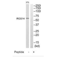 Western blot analysis of extracts from NIH/3T3 cells, using RGS14 antibody.