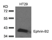 Western blot analysis of extracts from HT29 cells using Ephrin-B2(Ab-330) Antibody.