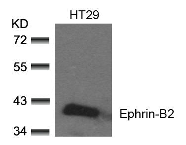 Western blot analysis of extracts from HT29 cells using Ephrin-B2(Ab-330) Antibody.