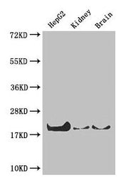 Western Blot Positive WB detected in: HepG2 whole cell lysate, Mouse kidney tissue, Mouse brain tissue All lanes: PPIA antibody at 4µg/ml Secondary Goat polyclonal to rabbit IgG at 1/50000 dilution Predicted band size: 19, 12 kDa Observed band siz...