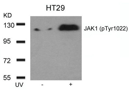 Western blot analysis of extracts from HT29 cells untreated or treated with UV using JAK1(Phospho-Tyr1022) Antibody.