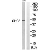 Western blot analysis of extracts from K562 cells, using SHC3 antiobdy.