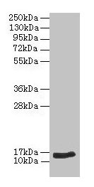 Western blot All lanes: NPPB antibody at 2µg/ml + Hela whole cell lysate Secondary Goat polyclonal to rabbit IgG at 1/10000 dilution Predicted band size: 15 kDa Observed band size: 15 kDa