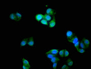 Immunofluorescence staining of Hela cells with CSB-PA07939A0Rb at 1:200, counter-stained with DAPI. The cells were fixed in 4% formaldehyde, permeabilized using 0.2% Triton X-100 and blocked in 10% normal Goat Serum. The cells were then incubated...