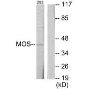 Western blot analysis of extracts from 293 cells, using MOS antibody.