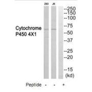 Western blot analysis of extracts from 293 cells and Jurkat cells, using Cytochrome P450 4X1 antibody.