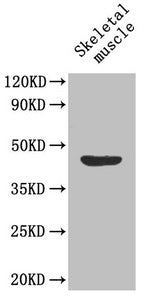 Western Blot Positive WB detected in: Mouse skeletal muscle tissue All lanes: MFGE8 antibody at 1.6µg/ml Secondary Goat polyclonal to rabbit IgG at 1/50000 dilution Predicted band size: 44, 32, 38, 39 kDa Observed band size: 44 kDa