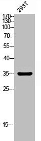 Western blot analysis of 293T lysis using GPSN2 antibody.