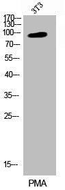 Western Blot analysis of 3T3 cells using Phospho-CD44 (S706) Polyclonal Antibody