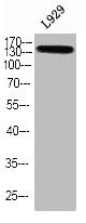 Western blot analysis of L929 using p-TBC1D4 (T642) antibody.