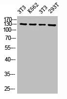 Western Blot analysis of NIH-3T3 K562 NIH-3T3 293T cells using NICE4 Polyclonal Antibody