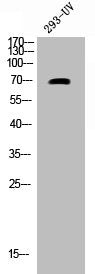 Western Blot analysis of 293 cells using Phospho-Cdc25A (S124) Polyclonal Antibody