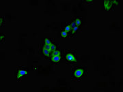 Immunofluorescent analysis of HepG2 cells using CSB-PA08009A0Rb at dilution of 1:100 and Alexa Fluor 488-congugated AffiniPure Goat Anti-Rabbit IgG(H+L)