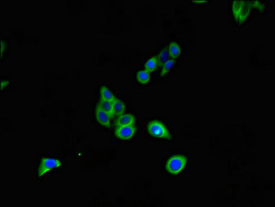 Immunofluorescent analysis of HepG2 cells using CSB-PA08009A0Rb at dilution of 1:100 and Alexa Fluor 488-congugated AffiniPure Goat Anti-Rabbit IgG(H+L)