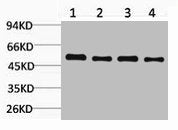 Western blot analysis of 1) Hela, 2) Mouse Skeletal Muscle, 3) Mouse Liver, 4) Rat Kidney, diluted at 1:5000.