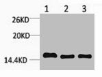 Western blot analysis of 1) Hela, 2) Raw264.7, 3) Rat Testis Tissue, diluted at 1:1000.