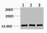 Western blot analysis of 1) Hela, 2) Raw264.7, 3) Rat Testis Tissue, diluted at 1:1000.