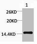 Western blot analysis of 1) Raw264.7, diluted at 1:1000.