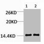 Western blot analysis of 1) Hela, 2) Rat Testis Tissue, diluted at 1:1000.