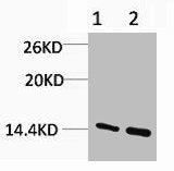 Western blot analysis of 1) Hela, 2) Rat Testis Tissue, diluted at 1:1000.