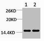 Western blot analysis of 1) Hela, 2) 3T3, diluted at 1:1000.