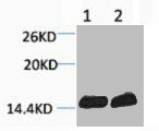 Western blot analysis of 1) Hela, 2) 3T3, diluted at 1:1000.