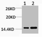 Western blot analysis of 1) Hela, 2) 3T3, diluted at 1:1000.