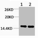 Western blot analysis of 1) Hela, 2) 3T3, diluted at 1:1000.