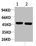 Western blot analysis of 1) Mouse Brain, 2) Rat Brain, diluted at 1:2000.
